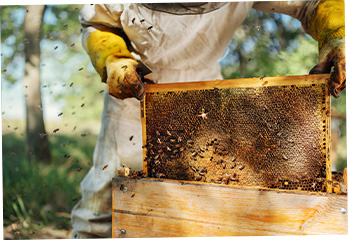 bee keeper professional help with wasp and bee removal avoid sting