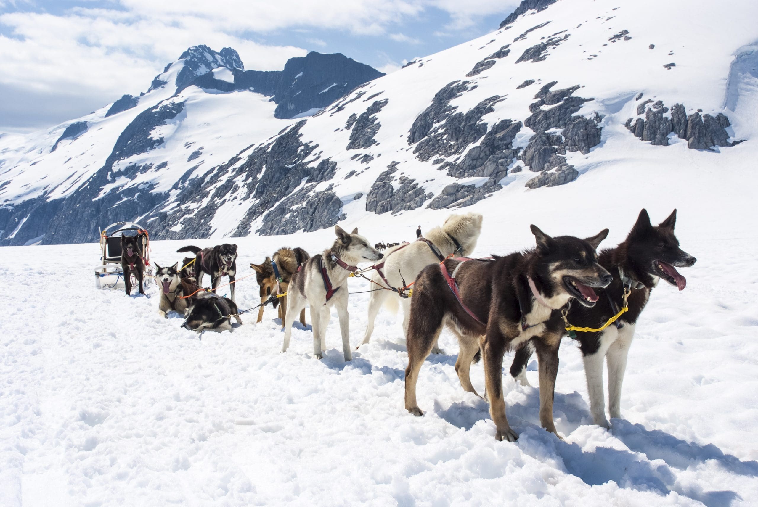 Упряжка на аляске. Аляска упряжка. Ездовые собаки на Аляске. Аляска Iditarod. Аляска собаки в упряжке.